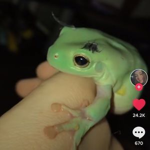 Meet your Posher, Celeste